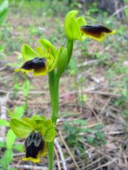 Ophrys subfusca subsp. Liveranii Orrù & M.P. Grasso