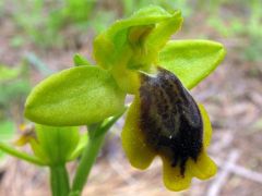 Ophrys subfusca subsp. liveranii Orrù & M.P. Grasso