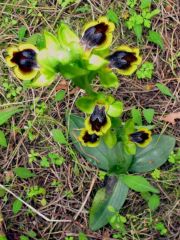 Ophrys subfusca subsp. Liveranii Orrù & M.P. Grasso