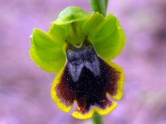 Ophrys subfusca subsp. Liveranii Orrù & M.P. Grasso