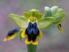 Ophrys subfusca subsp. Liveranii Orrù & M.P. Grasso