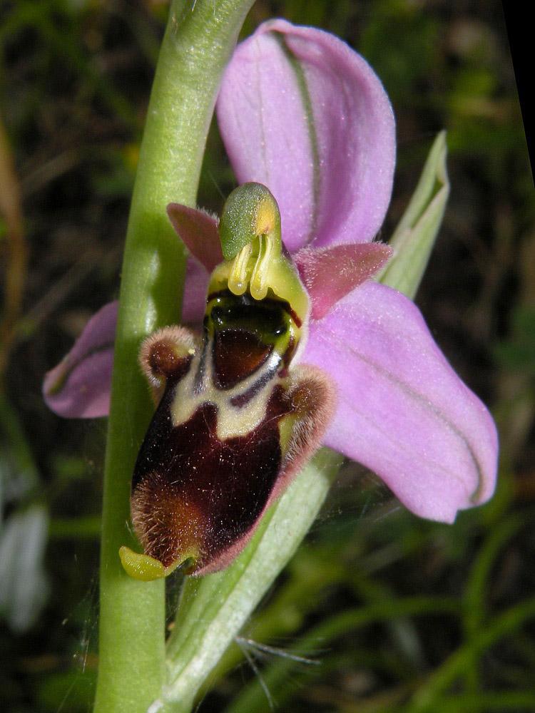 Ophrys x domus-maria M.P. Grasso