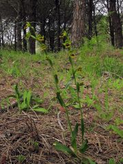 Ophrys subfusca subsp. Liveranii Orrù & M.P. Grasso