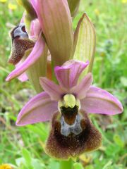 Ophrys x laconensis Scrugli et Grasso