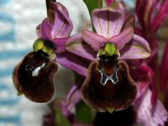 Ophrys x laconensis Scrugli et Grasso