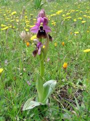 Ophrys x laconensis Scrugli et Grasso