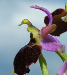 Ophrys x laconensis Scrugli et Grasso