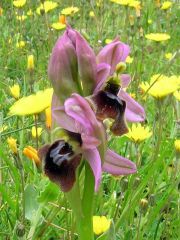 Ophrys x laconensis Scrugli et Grasso