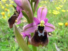 Ophrys x laconensis Scrugli et Grasso