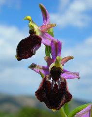 Ophrys x laconensis Scrugli et Grasso