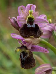 Ophrys x laconensis Scrugli et Grasso