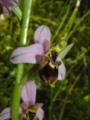 Ophrys x domus-maria M.P. Grasso