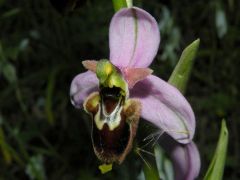 Ophrys x domus-maria M.P. Grasso