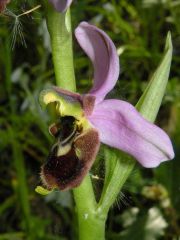 Ophrys x domus-maria M.P. Grasso