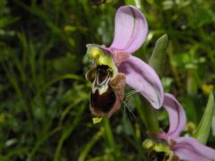 Ophrys x domus-maria M.P. Grasso