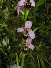 Ophrys x domus-maria M.P. Grasso