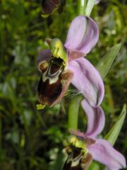 Ophrys x domus-maria M.P. Grasso