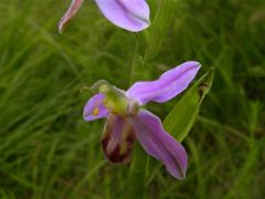 Ophrys apifera var. tilaventina Nonis & Liverani