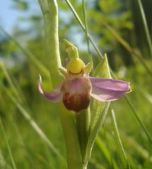 Ophrys apifera var. tilaventina Nonis & Liverani