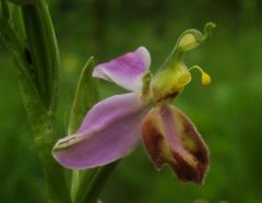 Ophrys apifera var. tilaventina Nonis & Liverani