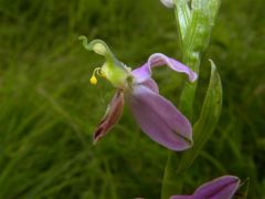 Ophrys apifera var. tilaventina Nonis & Liverani