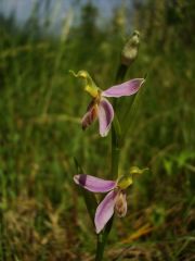 Ophrys apifera var. tilaventina Nonis & Liverani