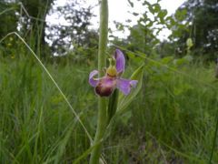 Ophrys apifera var. tilaventina Nonis & Liverani