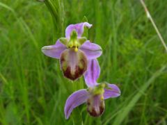 Ophrys apifera var. tilaventina Nonis & Liverani