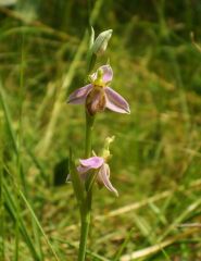 Ophrys apifera var. tilaventina Nonis & Liverani