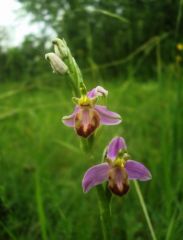 Ophrys apifera var. tilaventina Nonis & Liverani