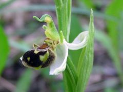 Ophrys apifera var. aurita Moggr.