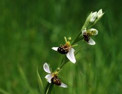 Ophrys apifera var. aurita Moggr.