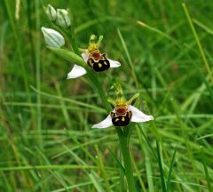 Ophrys apifera var. aurita Moggr.