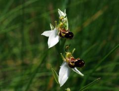 Ophrys apifera var. aurita Moggr.