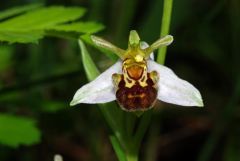 Ophrys apifera var. aurita Moggr.