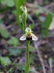 Ophrys apifera var. aurita Moggr.