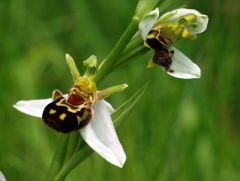 Ophrys apifera var. aurita Moggr.