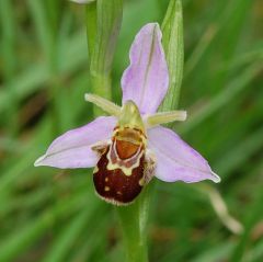 Ophrys apifera var. aurita Moggr.