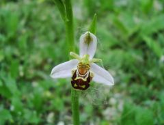 Ophrys apifera var. aurita Moggr.