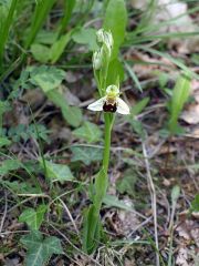 Ophrys apifera var. aurita Moggr.