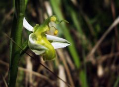 Ophrys apifera var. chlorantha (Hegetschw.) Arcang.