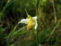 Ophrys apifera var. chlorantha (Hegetschw.) Arcang.