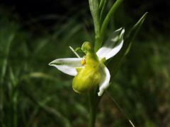 Ophrys apifera var. chlorantha (Hegetschw.) Arcang.