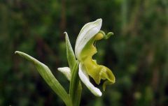 Ophrys apifera var. chlorantha (Hegetschw.) Arcang.