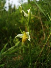 Ophrys apifera var. chlorantha (Hegetschw.) Arcang.