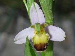 Ophrys apifera var. bicolor (Nageli) E. Nelson