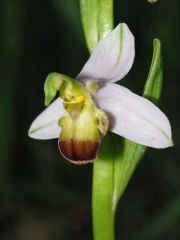 Ophrys apifera var. bicolor (Nageli) E. Nelson