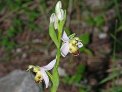 Ophrys apifera var. bicolor (Nageli) E. Nelson