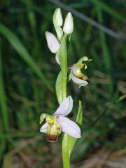 Ophrys apifera var. bicolor (Nageli) E. Nelson