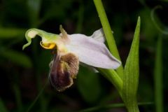 Ophrys apifera var. bicolor (Nageli) E. Nelson